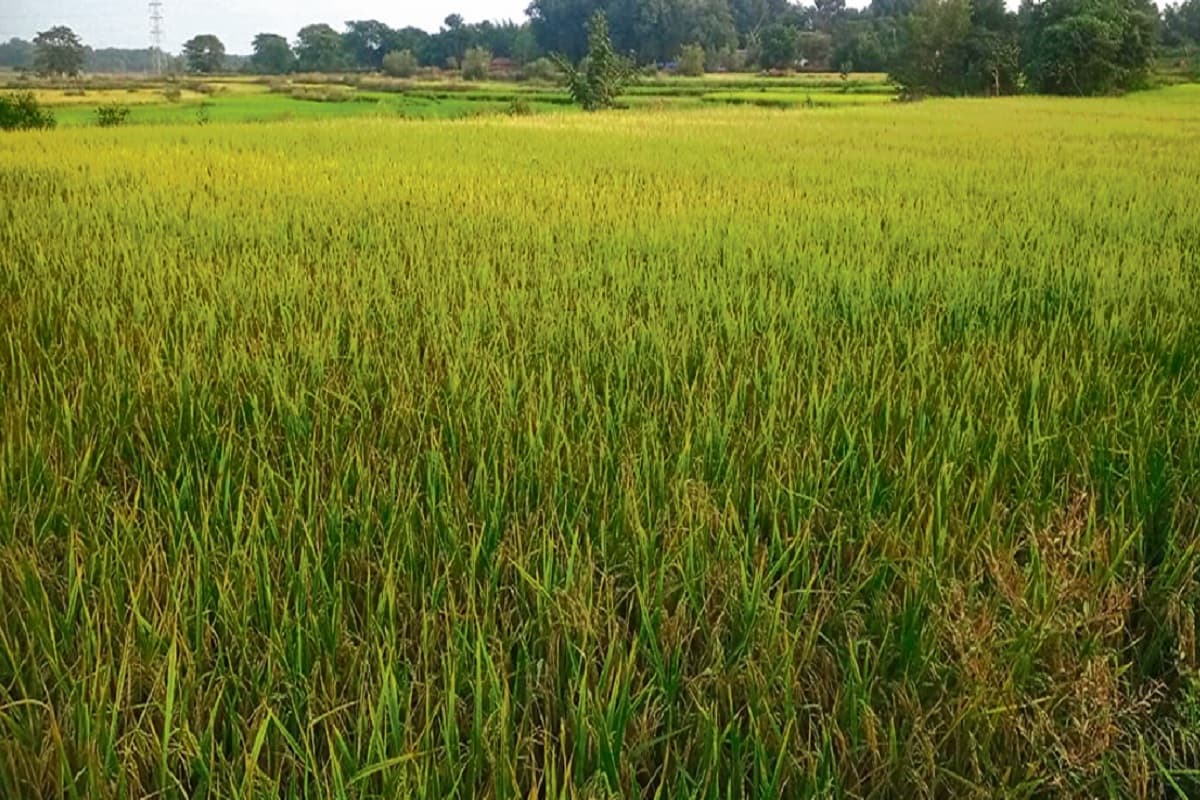 सूखे के बाद झारखंड के किसानों पर आया एक और बड़ा संकट, कृषि विभाग परेशान