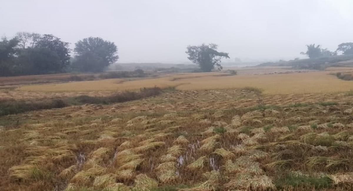 Jharkhand News : झारखंड में बेमौसम बारिश से इन फसलों को होगा नुकसान, इन फसलों के लिए अमृत हैं बारिश की बूंदें