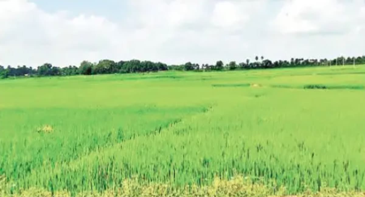 बिहार में फसल योजना के लिये चार फसलों का होगा रजिट्रेशन, सहकारिता विभाग ने जारी किया आदेश