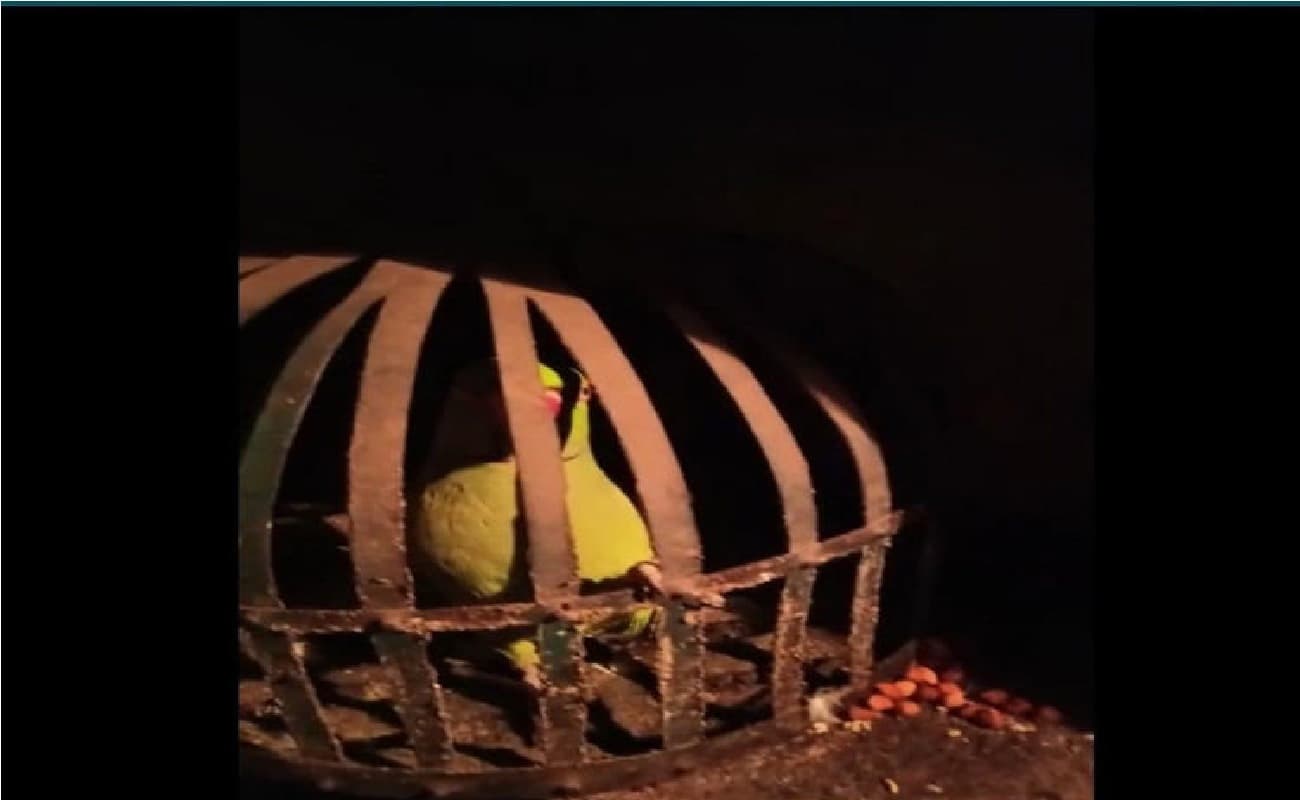 Video : बिहार पुलिस पर भारी पड़ा शराब माफिया का तोता, पुलिस ने पूछा सवाल तो जानें पक्षी ने क्या दिया जबाव