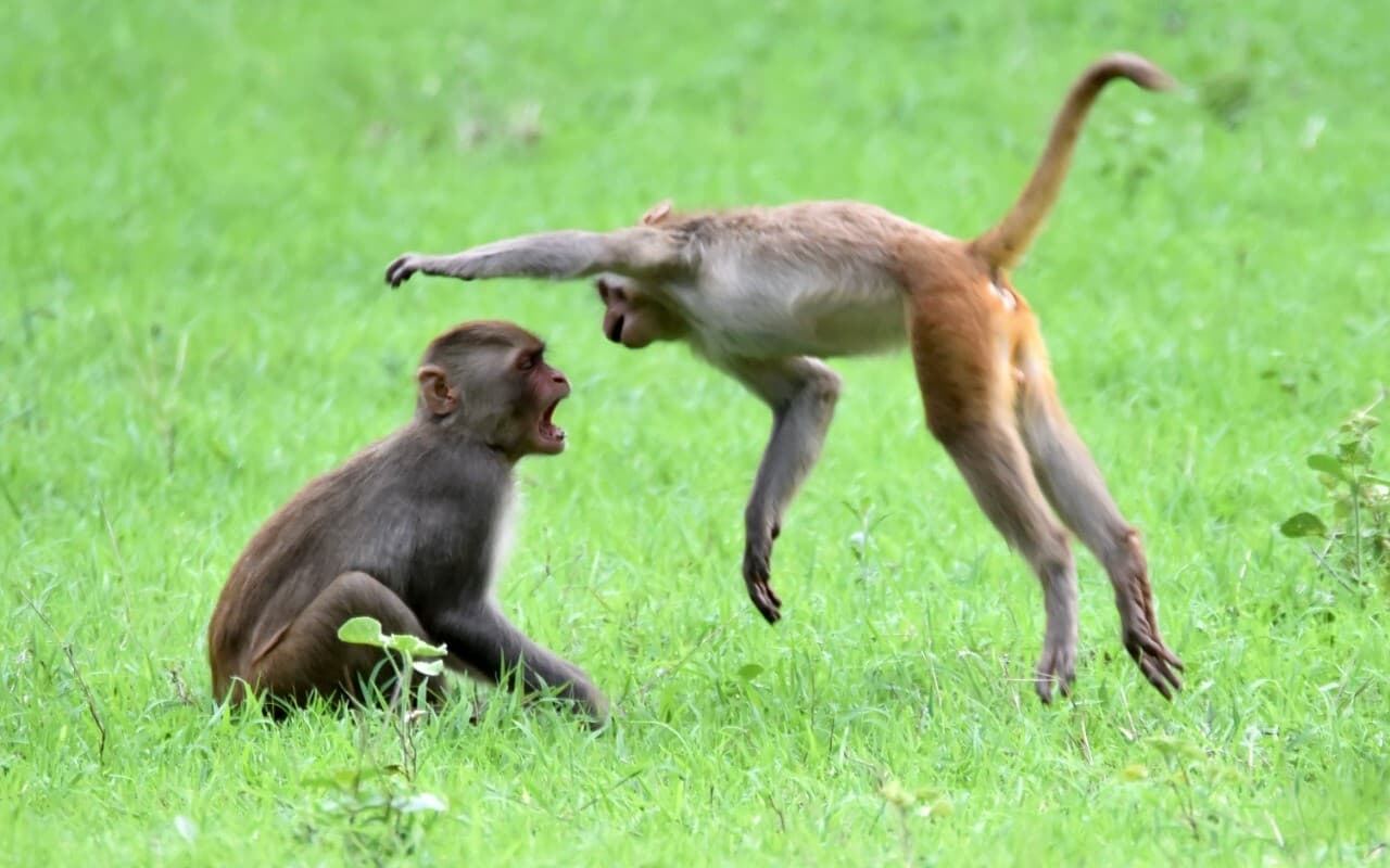 बरेली में बंदर के हमले से पश्चिमी बंगाल का सराफा कारीगर छत से गिरा, पहले भी मंकी ले चुके हैं कई की जान...