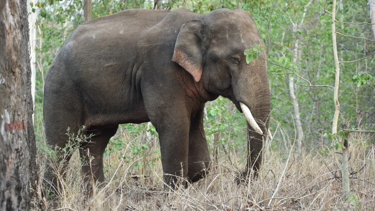 World Elephant Day: वाल्मीकि टाइगर रिजर्व की सुरक्षा में हाथियों की तैनाती, शिकारियों और तस्करों पर रखेंगे नजर