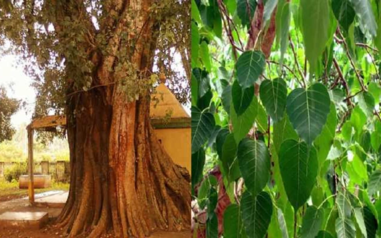 पर्यावरण से छेड़छाड़ का नतीजा, झारखंड से गुम हो रहा सालों पुराना 'रिवाज'