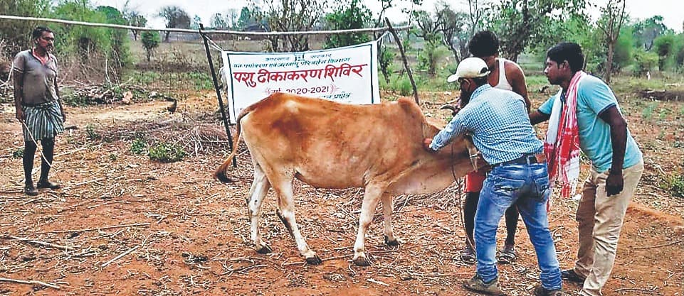 बेतला नेशनल पार्क में तीन बायसन की मौत के बाद संक्रमण रोकने के लिए मवेशियों का किया जा रहा टीकाकरण