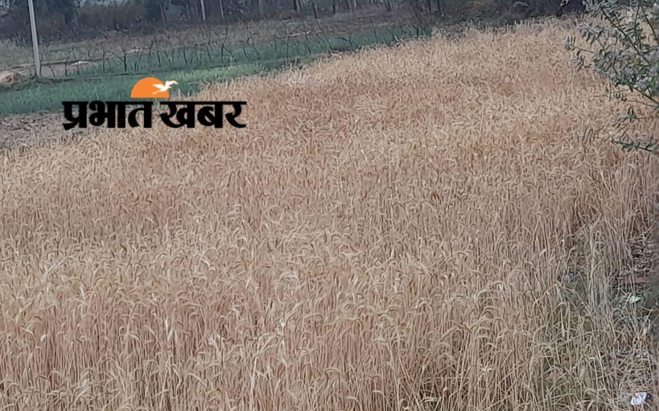 Palamu Weather: ओलावृष्टि से 2 दर्जन बकरियों, 3 मवेशी की मौत, पहाड़ी गांव में गिरे ओले, फसल बर्बाद