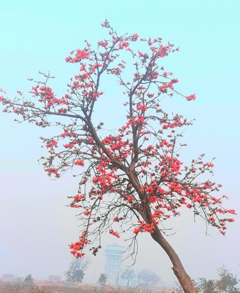 Holi 2021 : औषधीय गुणों से भरपूर पलाश के फूल से ऐसे तैयार करें रंग, खेलें सुरक्षित होली