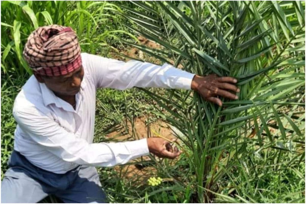 West Bengal : कटवा में गोपाल मंडल उगा रहे अरब के उम्दा खजूर, लगा रखा है बाग