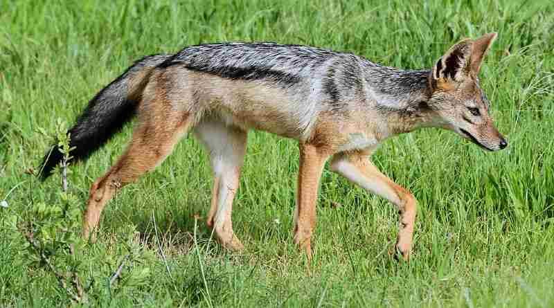 नवादा में आदमखोर बना पागल गीदड़, किसान पर जानलेवा हमला, गांव में दहशत का माहौल