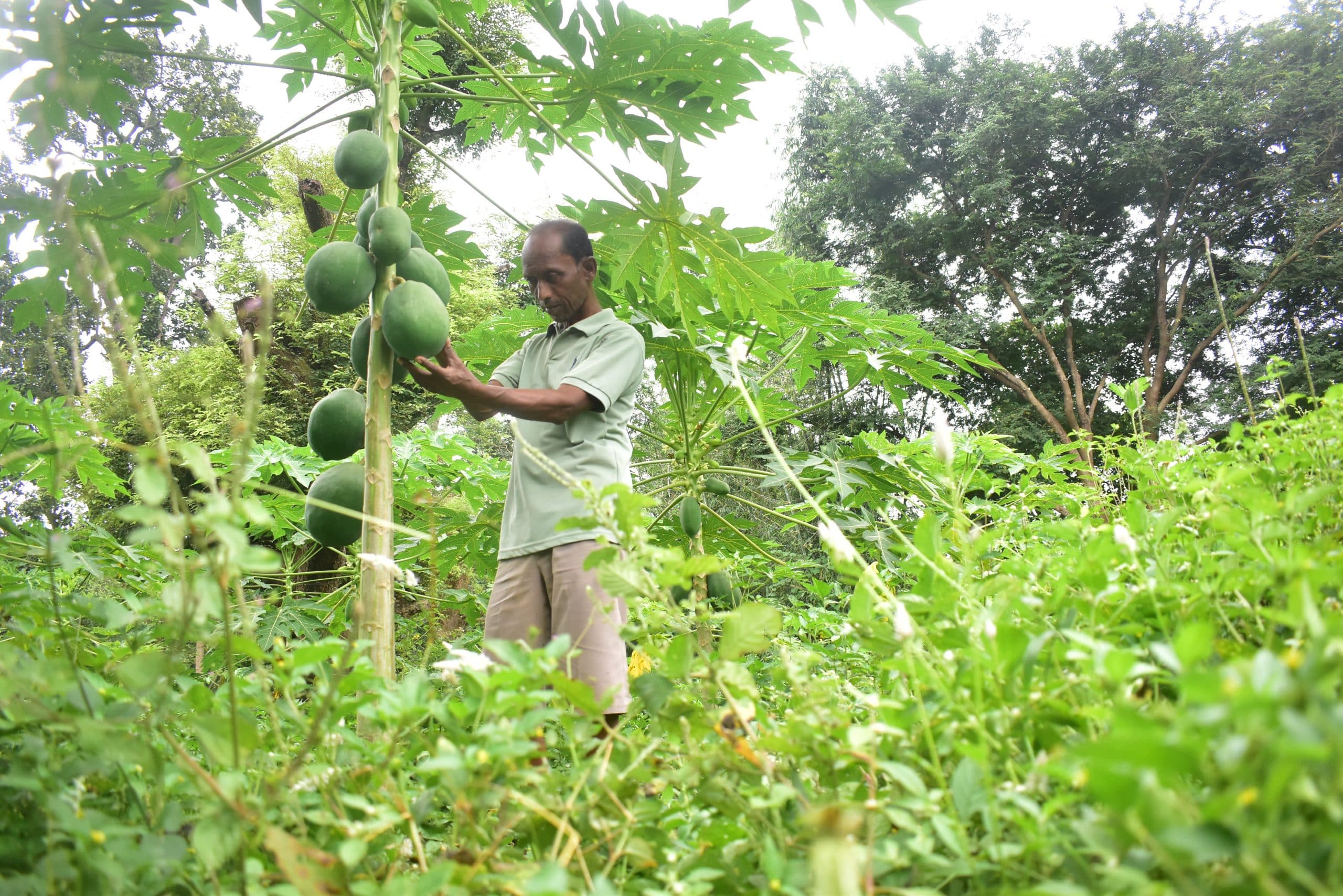 Papaya Cultivation : झारखंड के पश्चिमी सिंहभूम में 25 एकड़ में किसान कर रहे पपीते की खेती, इस किस्म का कर रहे प्रयोग