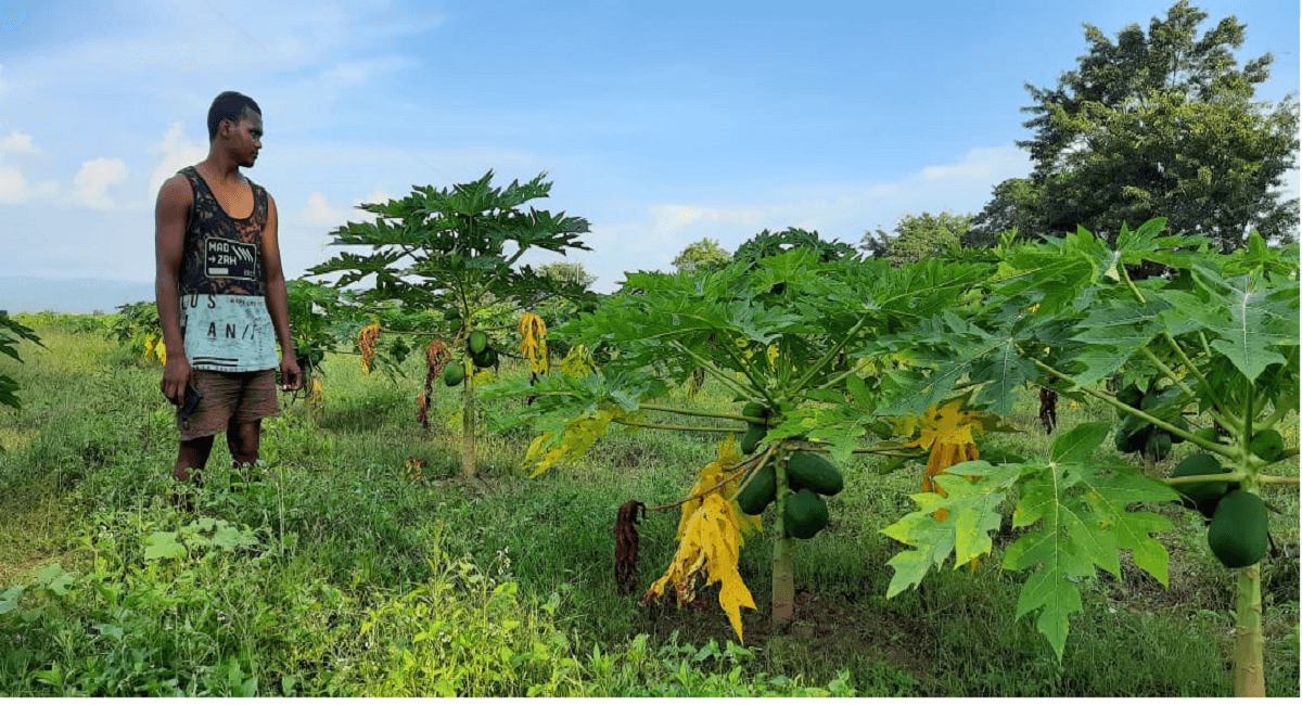 झारखंड में ताइवानी नस्ल के पपीते की खेती कर रहे युवा किसान, कम लागत में ऐसे पाएं अधिक मुनाफा