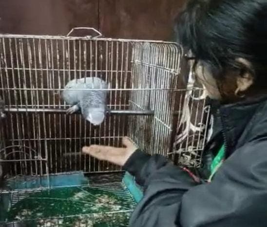 Agra News: दो मालिकों के बीच फंसा तोता, थाने में घंटों चली पंचायत, जानें पैरेट ने किसे कहा- मम्मी-पापा