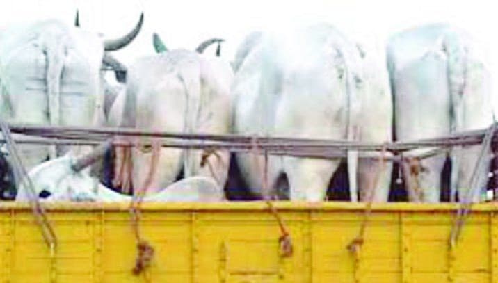 जिले में चल रहा था पशु तस्करी, पुलिस ने कार्रवाई करते हुए 2 पशु लदे ट्रक को किया जब्त, 10 गिरफ्तार