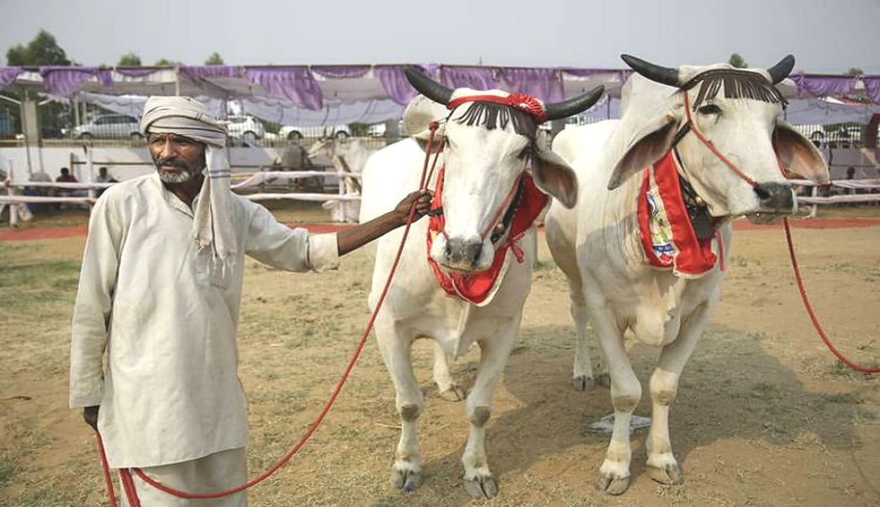 Kisan Credit Card से मछली और पशुपालक भी ले सकते हैं लोन, जानिए क्या है तरीका...