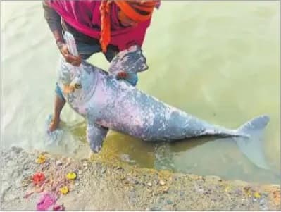 बाढ़ में गंगा घाट पर मरी मिली डॉल्फिन, पुलिस के आने से पहले ही लोगों ने पानी में बहाया