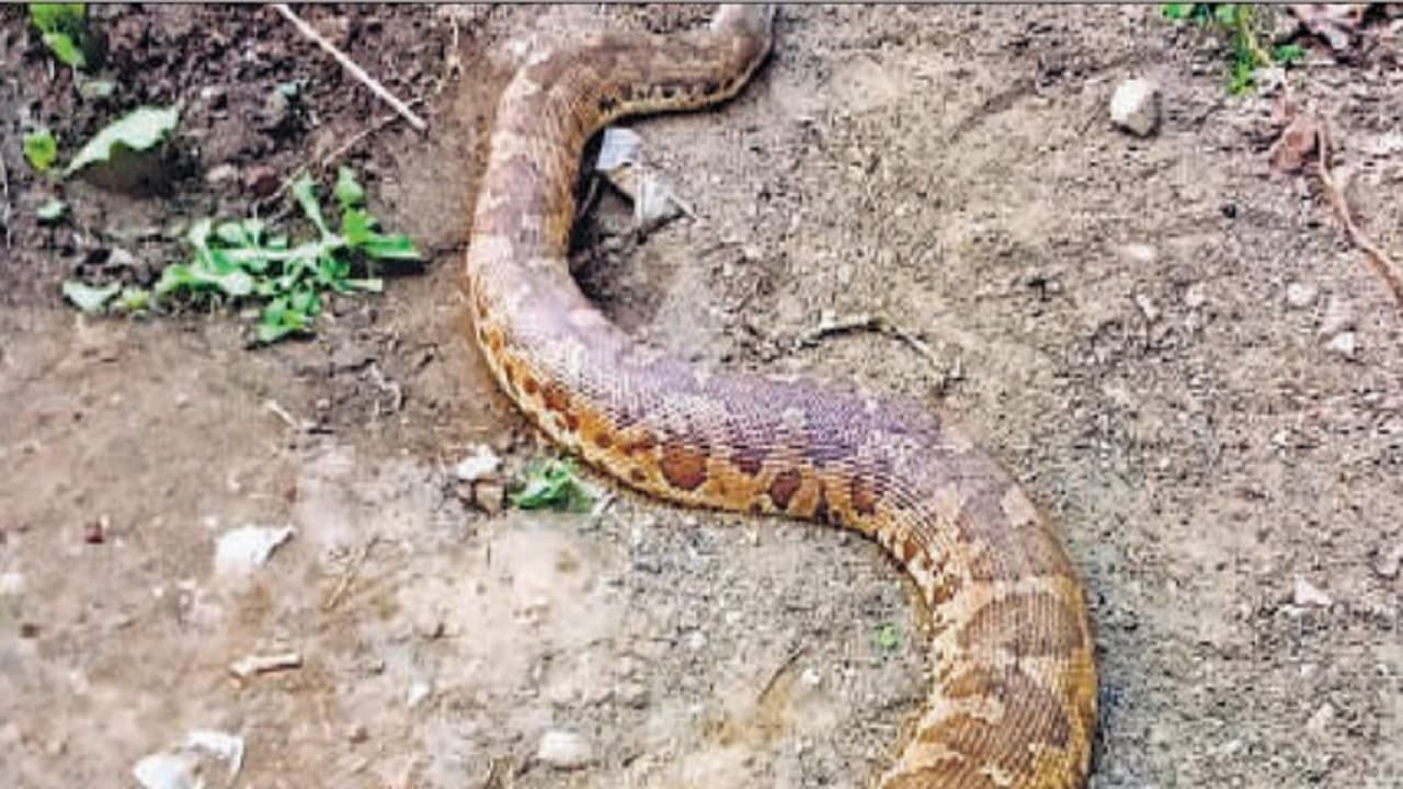 पटना के सरकारी अस्पताल में दिखा विशालकाय अजगर, सपेरे को बुलाया गया, मचा हड़कंप...