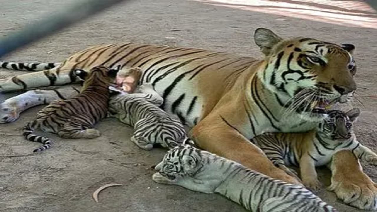 VIDEO: नहीं रहा पटना ZOO का टाइगर 'मगध', CM नीतीश कुमार ने शावक का रखा था नाम, जानिए कैसे हुई मौत..
