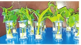 9 PM 9 Minutes : पीएम मोदी के अपील के बाद  पटना के सड़कों पर बिक रहे हैं दीये