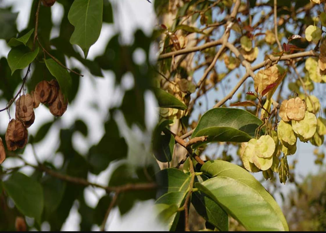 Chilbil Benefits: त्वचा और शुगर रोग में बेहद कारगर है चिलबिल की छाल, जानें कैसे करें सेवन