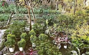 रांची में आम से लदे 64 पेड़ों को अज्ञात लोगों ने काटा, प्राथमिकी दर्ज, पौधरोपण योजना के तहत लगा था वृक्ष