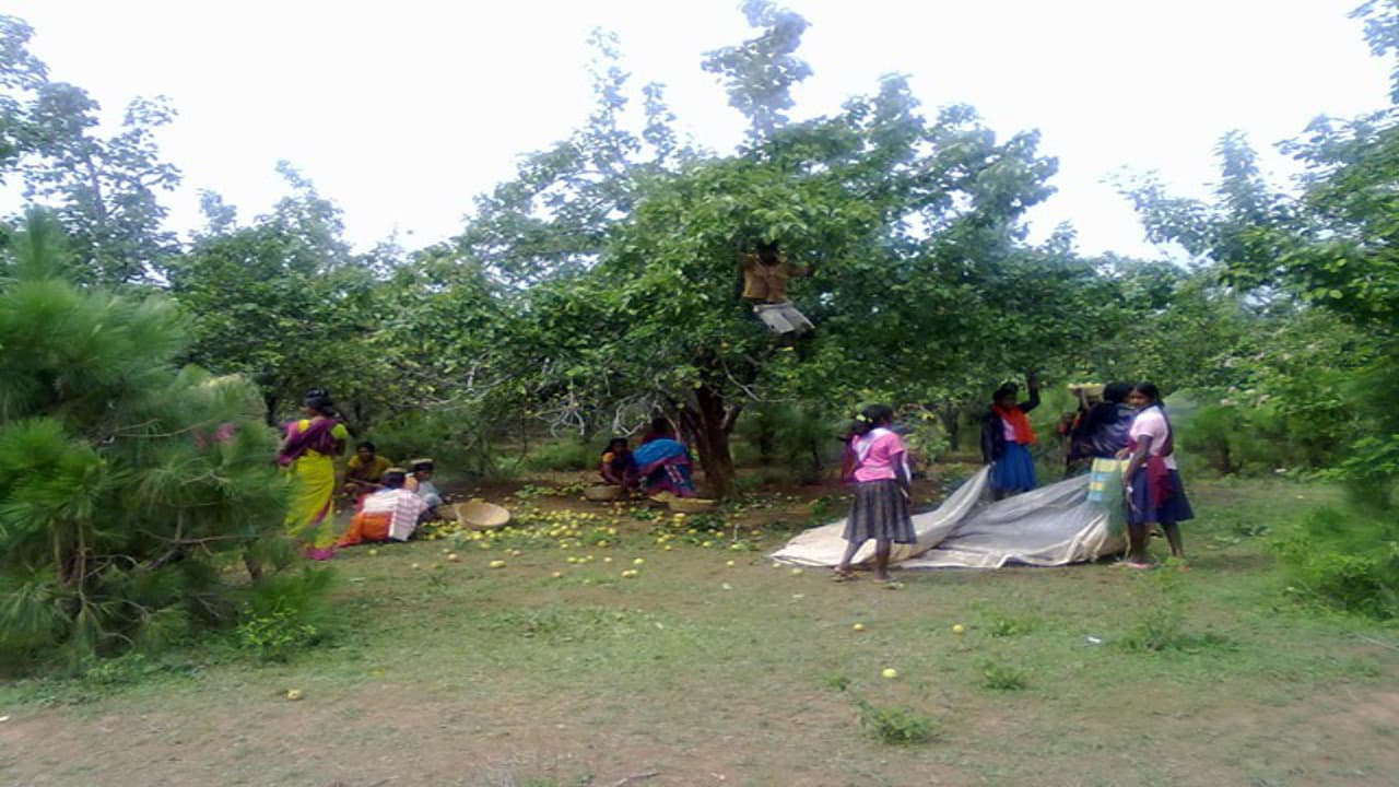 नेतरहाट के नाशपाती बागान से सरकार को होती है लाखों की आमदनी, रांची के व्यवसायी ने 50 लाख रुपये में खरीदा