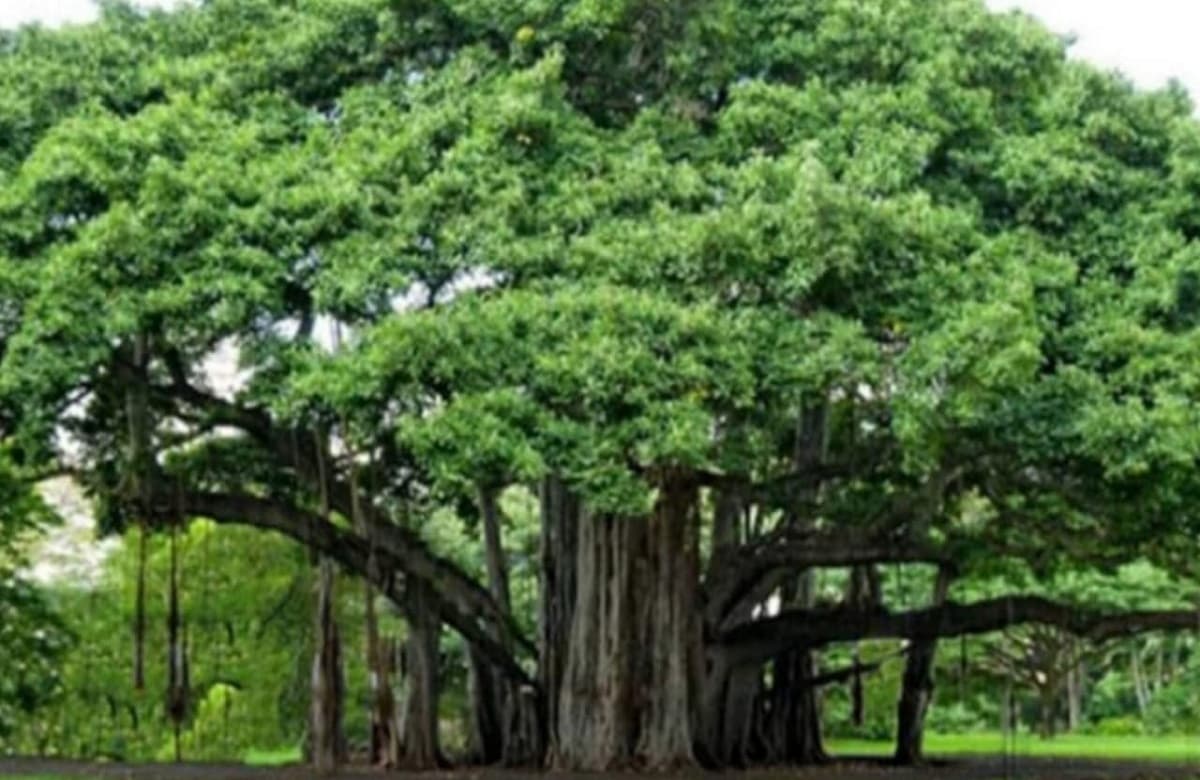 अलीगढ़: चिन्हित किए गए एक सदी पुराने 13 पेड़, जैव विविधता बोर्ड ने लगाई मुहर, वन विभाग करेगा संरक्षण