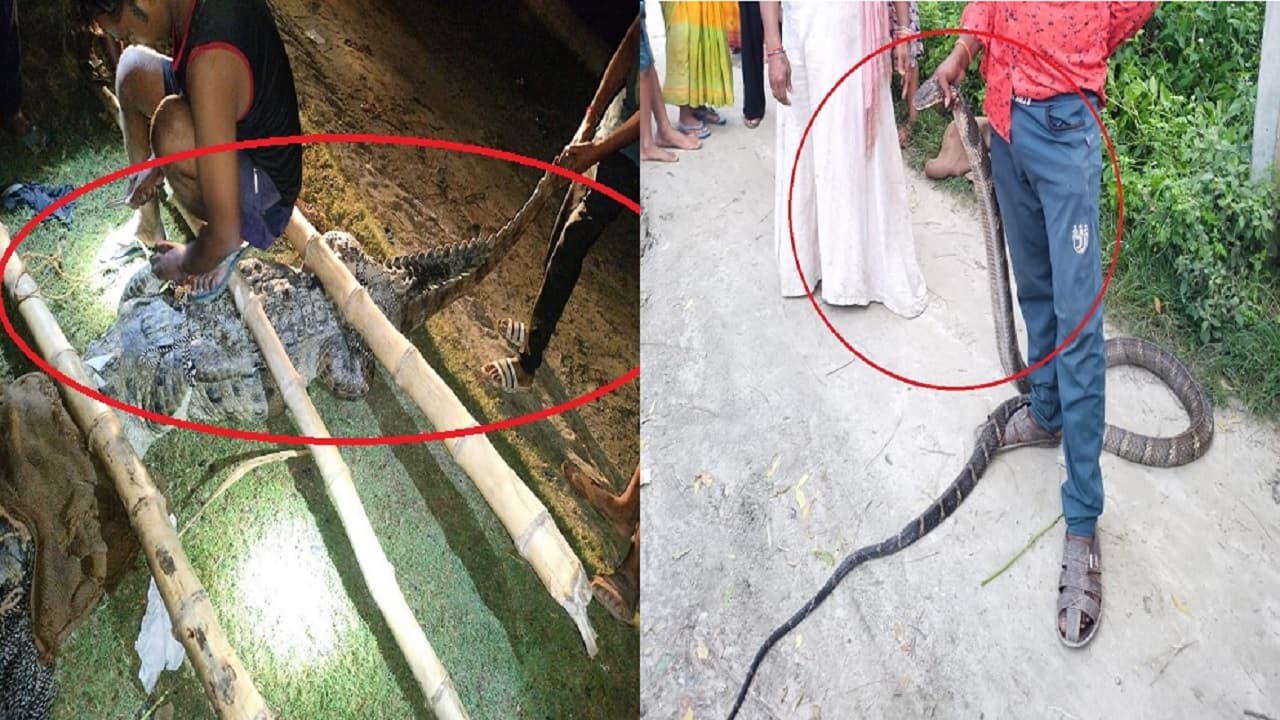 PHOTOS: बिहार में पीठ पर बैठकर मगरमच्छ को बांध रहे लोग, अजगर-कोबरा का दबोच रहे फन, देखिए तस्वीरें..