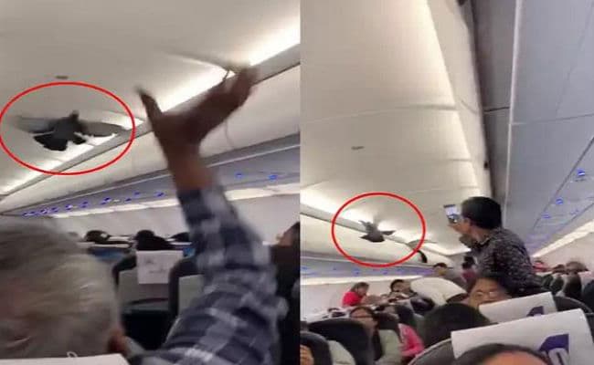 GoAir की फ्लाइट में जब घुस गये कबूतर...