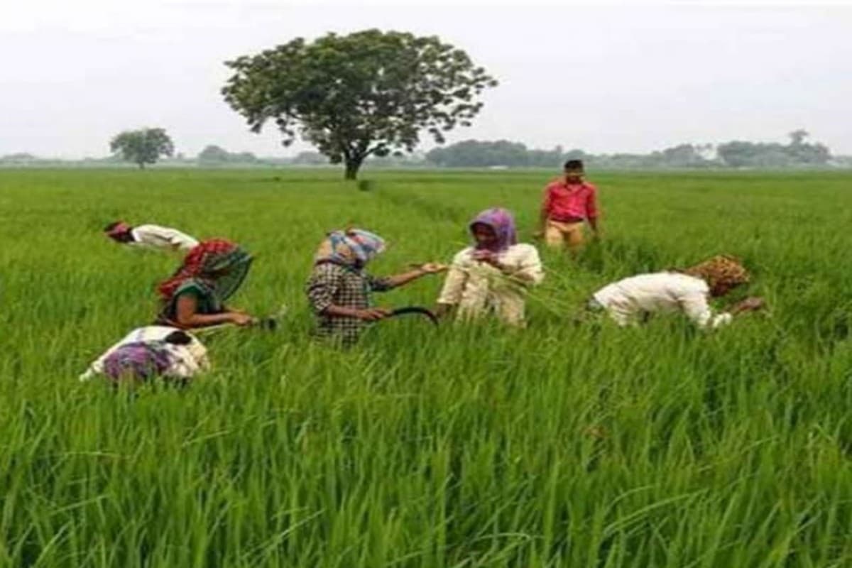 PM Kisan 2023: इस दिन आएगी पीएम किसान  की 15वीं किस्त, जानिए डेट और  कैसे करें आवेदन