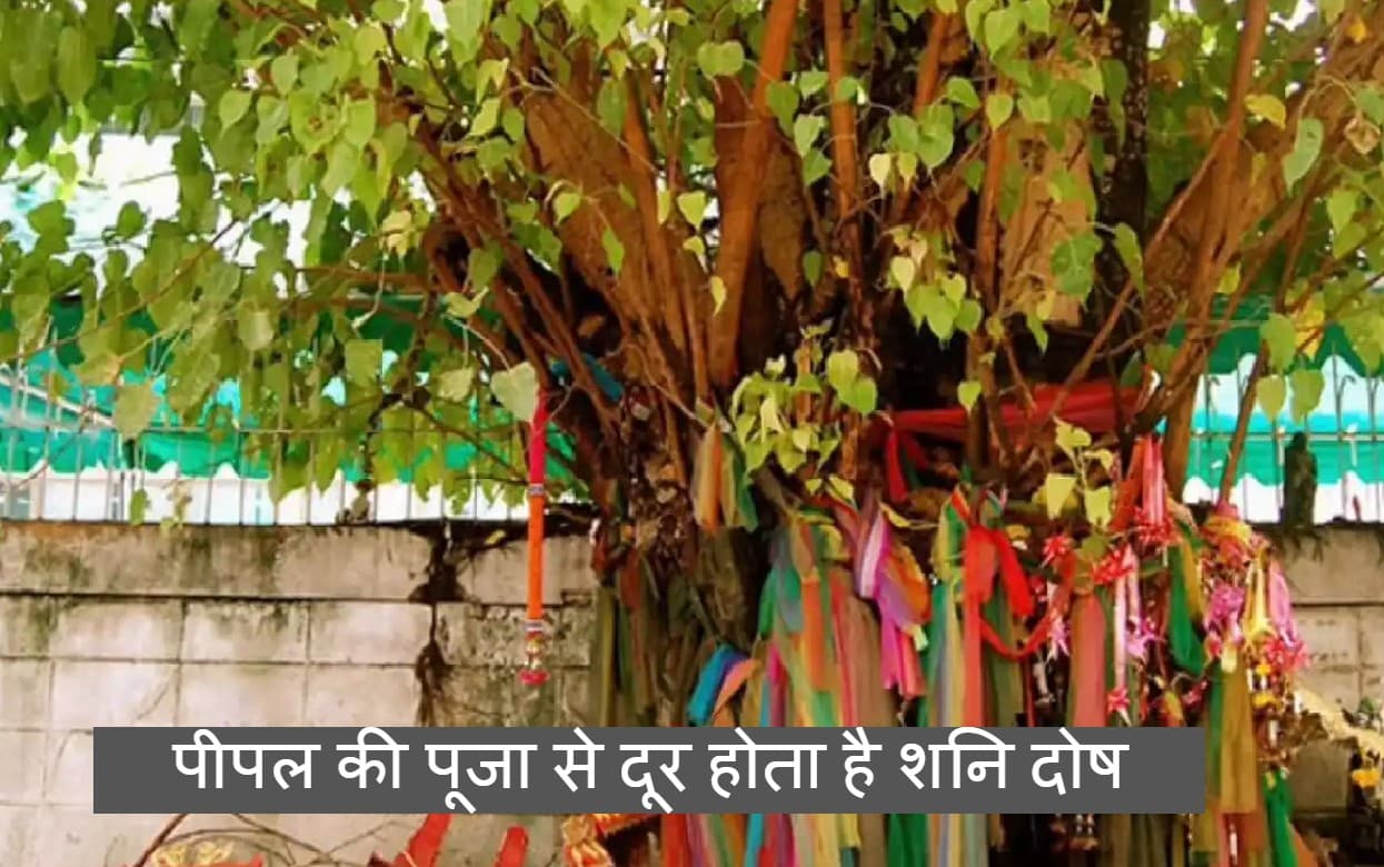 Shaniwar Puja Upay: शनिवार को शाम के समय पीपल पेड़ के नीचे जलाएं सरसों तेल का दीया, दूर होगी हर परेशानी