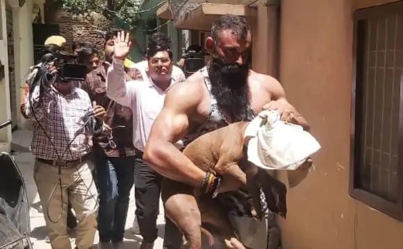 Lucknow News: 14 दिन की निगरानी के बाद पिंजरे से बाहर आई पिटबुल ब्राउनी, लेकिन नहीं लौट सकेगी घर