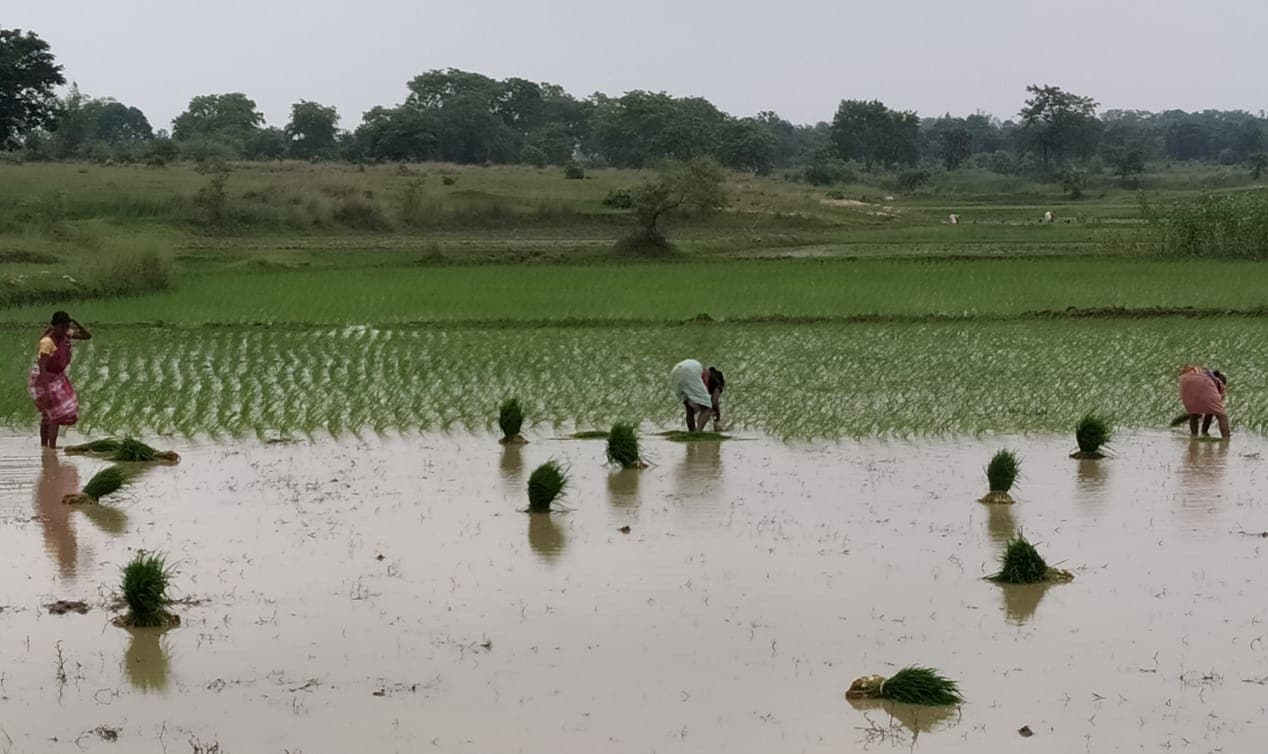 जिले में 90 फीसदी रोपनी पूर्ण