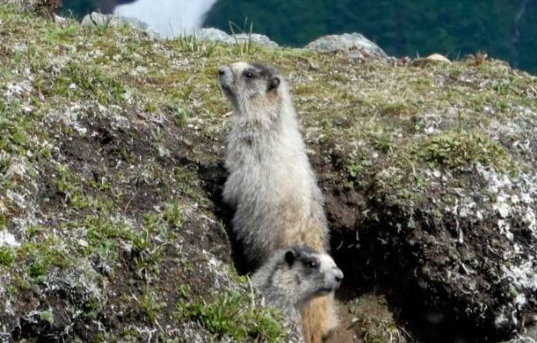 चीन से अमेरिका पहुंची इस खतरनाक बीमारी से बढ़ा संक्रमण का खतरा