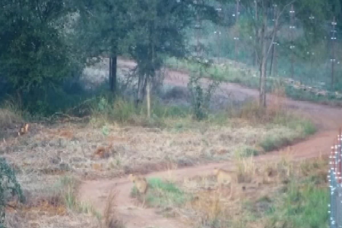 नामीबिया से लाये गये चीतों का कैसा है हाल, पीएम मोदी ने खुद बताया, देखें वीडियो