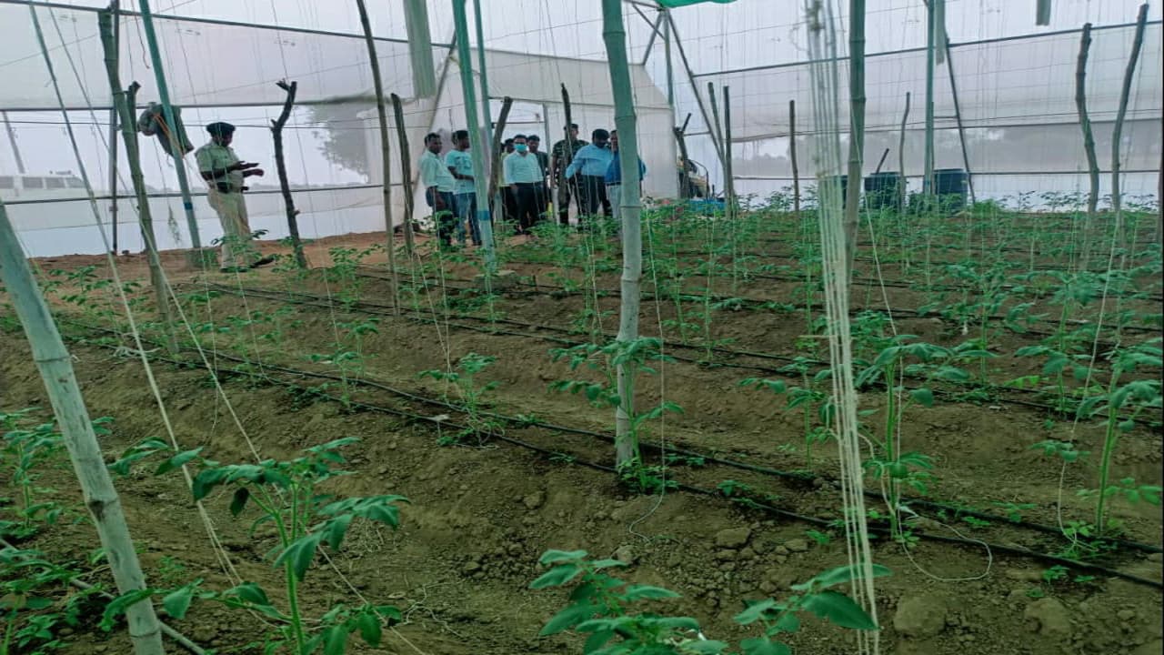खेती-किसानी : पॉली हाउस में सब्जियों की खेती कर लाखों में कमाई कर रहे किसान, जानें इसके फायदे