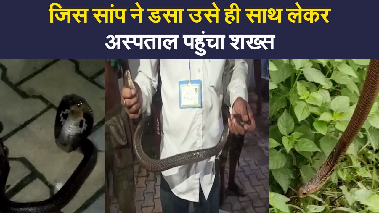 पश्चिम बंगाल में हैरान करने वाली घटना, जिस सांप ने डसा उसे ही साथ लेकर अस्पताल पहुंचा शख्स