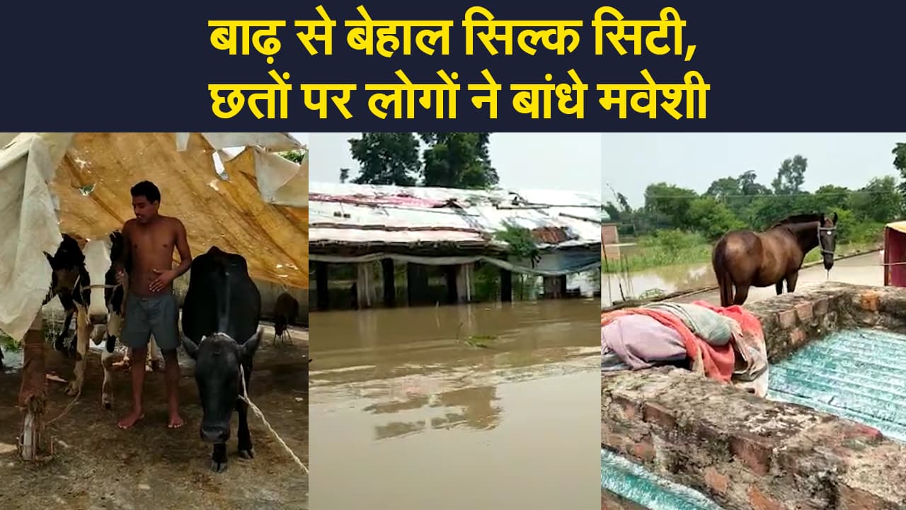 Bihar Flood 2021: सिल्क सिटी भागलपुर बाढ़ से बेहाल, छतों पर लोगों ने बांधे मवेशी