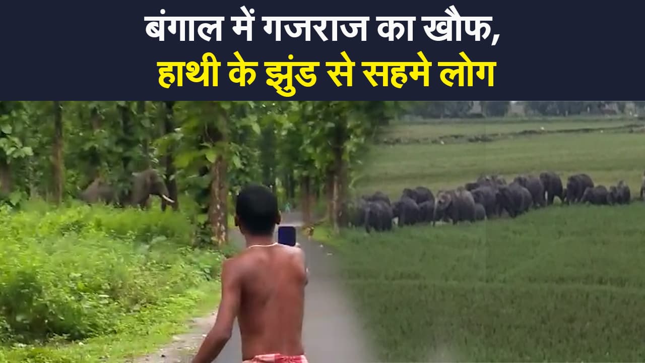 EXCLUSIVE: बंगाल के जलपाईगुड़ी में गजराज का खौफ, हाथियों के झुंड से सहमे लोग