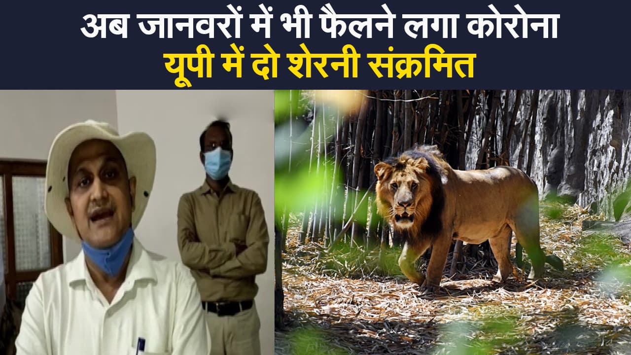 Corona in animals: अब जानवरों में भी फैलने लगा है कोरोना वायरस,यूपी में दो शेरनी संक्रमित