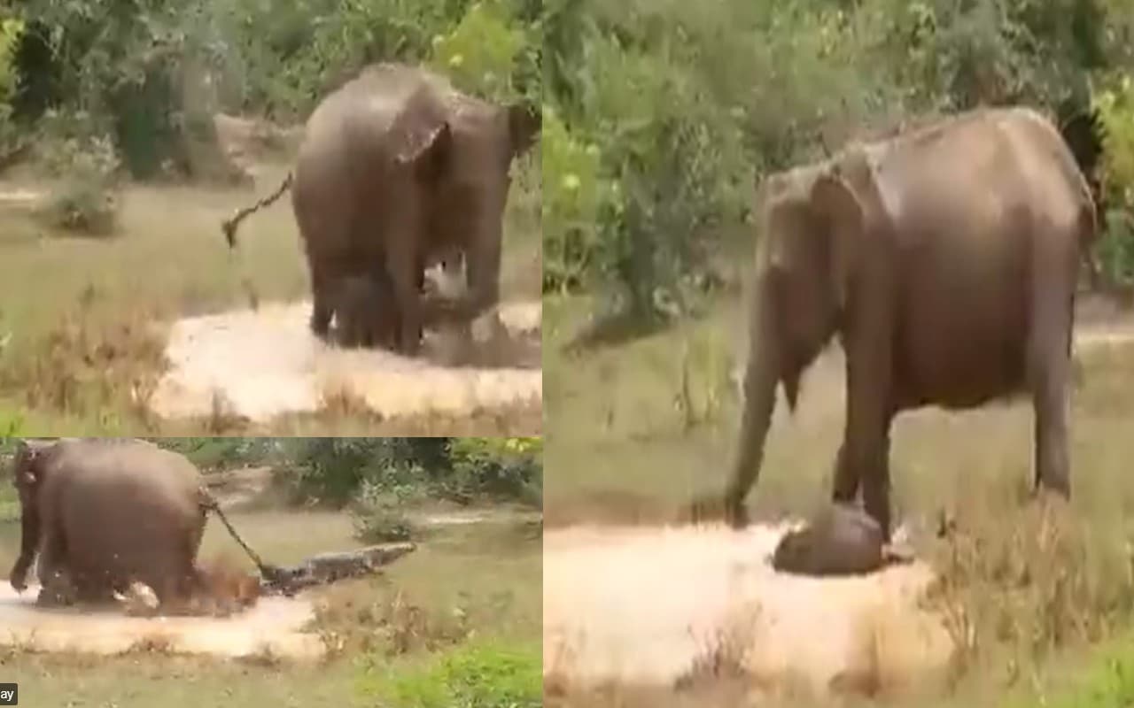 अपने बच्चे को बचाने के लिए मगरमच्छ से भिड़ गई हथिनी, वन अधिकारी ने शेयर किया आश्चर्यजनक Viral Video