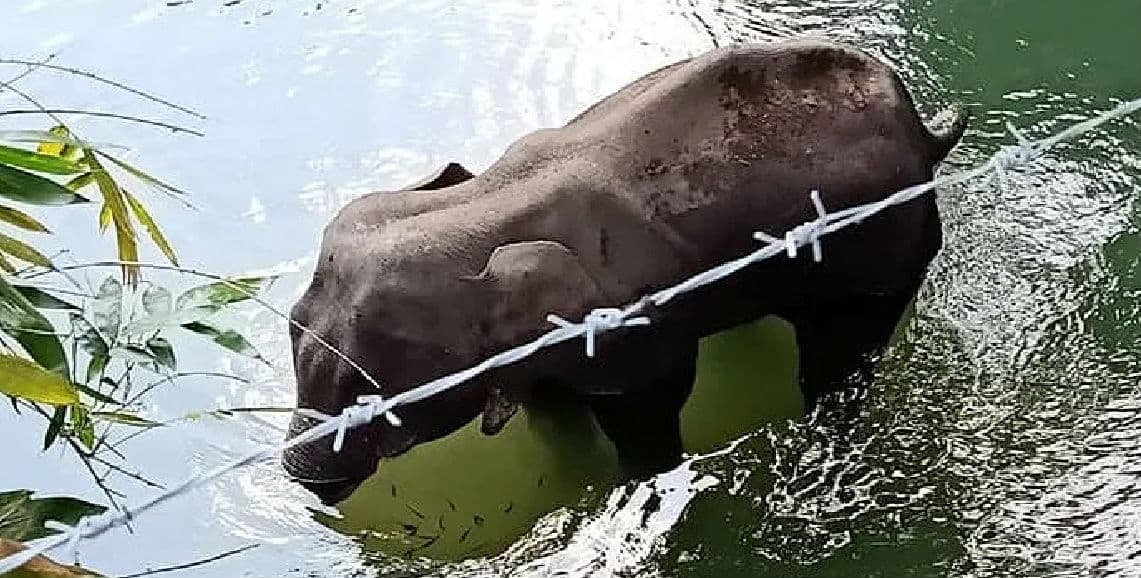 गर्भवती हथिनी की मौत मामले में बड़ा खुलासा, मुंह में हुआ था विस्‍फोट, 3 संदिग्‍ध हिरासत में