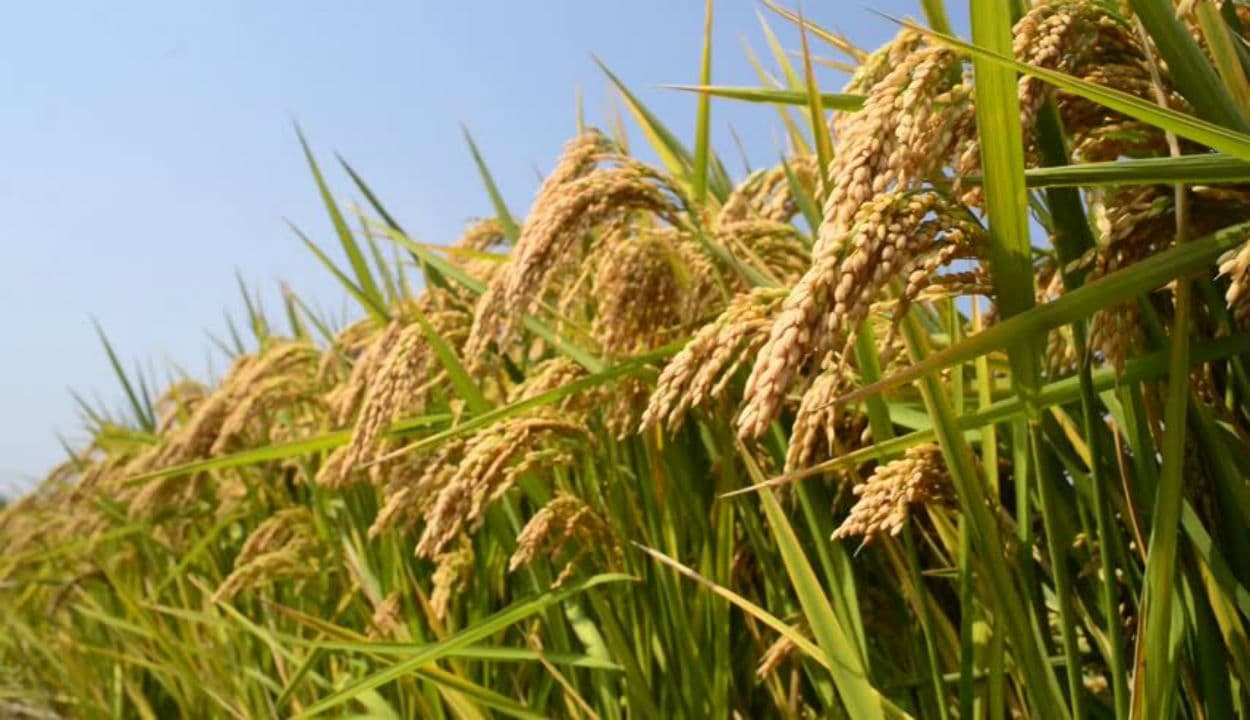 COVID-19 संकट के दौर में भी देश में लगातार 4थे साल खाद्यान्नों का होगा बंपर उत्पादन, जानिए कृषि मंत्रालय का क्या अनुमान...