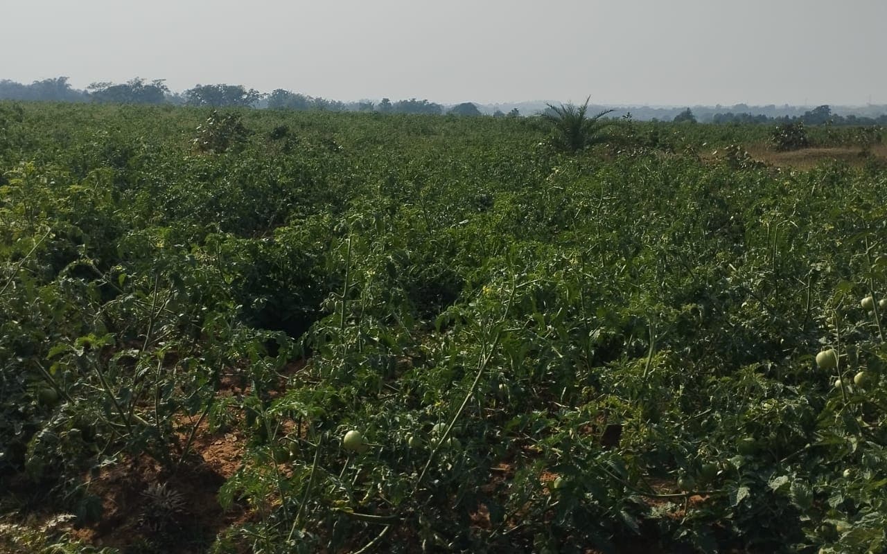 देवघर : बैजुकूरा पंचायत में स्वास्थ्य उपकेंद्र नहीं, सिंचाई की समस्या से खेती होती है प्रभावित