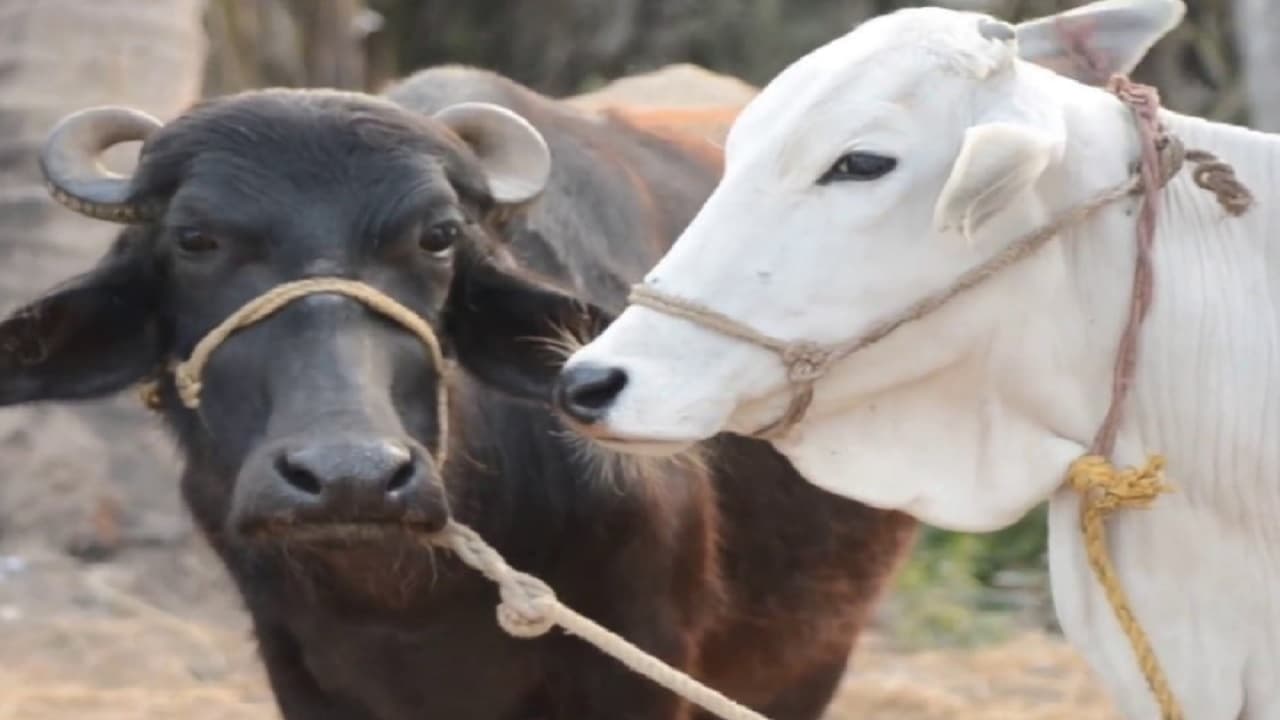 झारखंड: मुख्यमंत्री पशुधन योजना के 355 लाभुकों का मनरेगा से बनेगा शेड, स्थल चयन करने का निर्देश