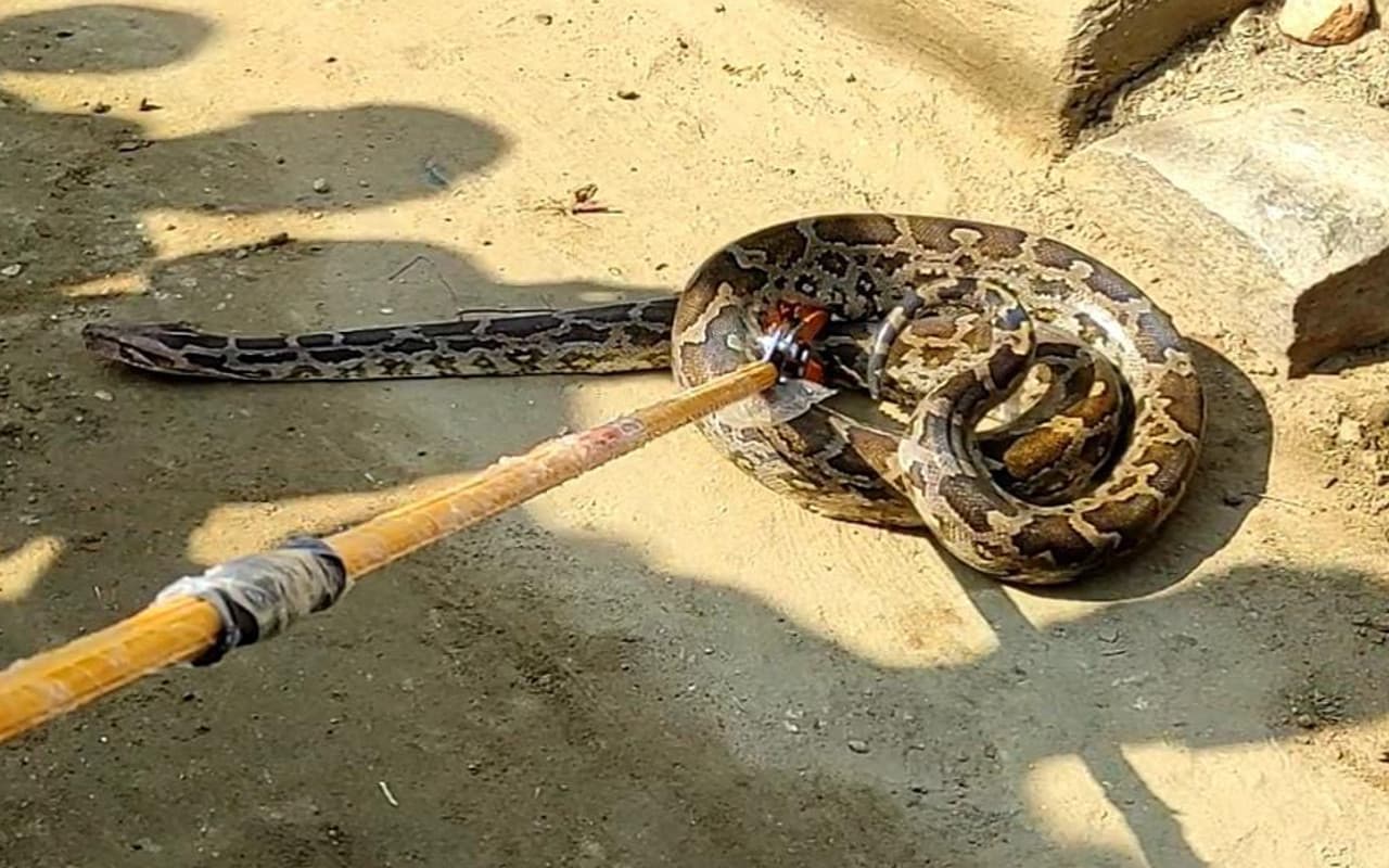 पलामू के चैनपुर में निकला इतना बड़ा अजगर, जानिए घर में सांप निकल आये तो क्या करें?