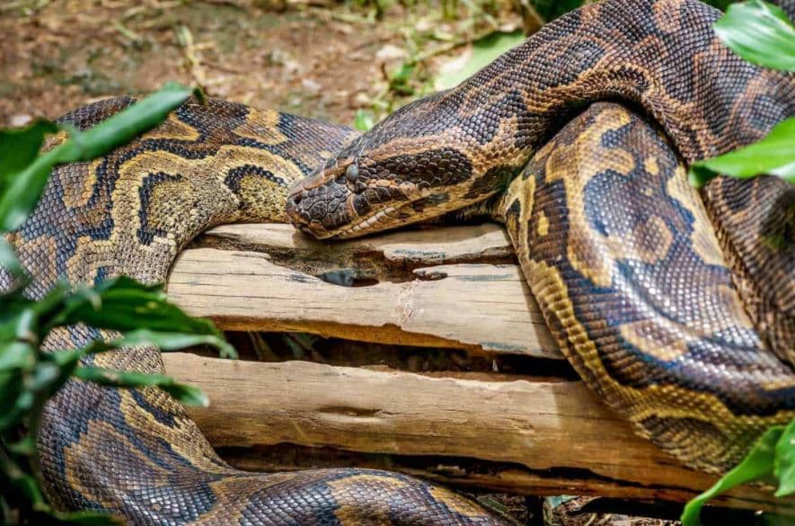 10-12 फीट के अजगर दिखे खेतों में! वीडियो में देखिए इनको पकड़ने में जवानों को कैसे करनी पड़ी मशक्कत...