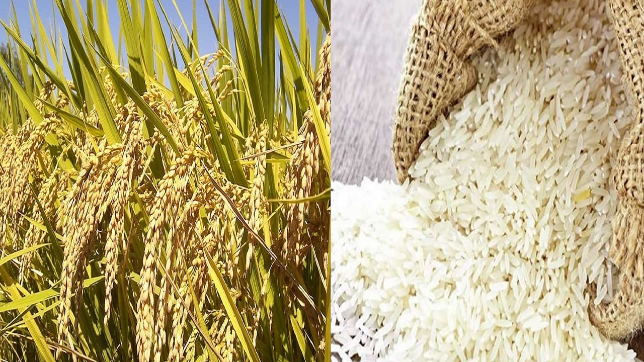 ‍Bihar: मलेशिया में फैलेगी भागलपुर के कतरनी चावल की खुशबू, जानें किसानों को कैसे होगा करोड़ों का फायदा