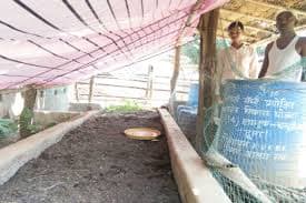 झारखंड : जैविक खादों से सोना उगल रही धरती