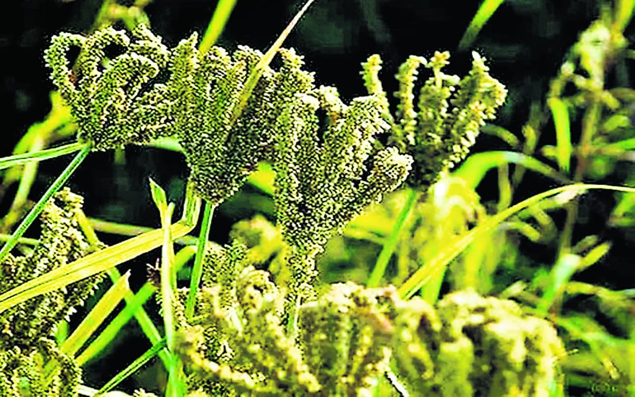 झारखंड में एनीमिया को दूर भगाएगा गुमला का मड़ुआ, डायबिटीज मरीजों को भी मिलेगा लाभ, जानें कैसे