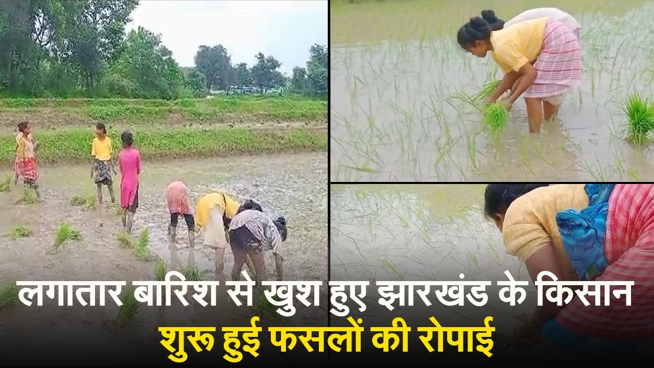 VIDEO: झारखंड के खेतों में बरसीं खुशियां, शुरू हुई धनरोपनी