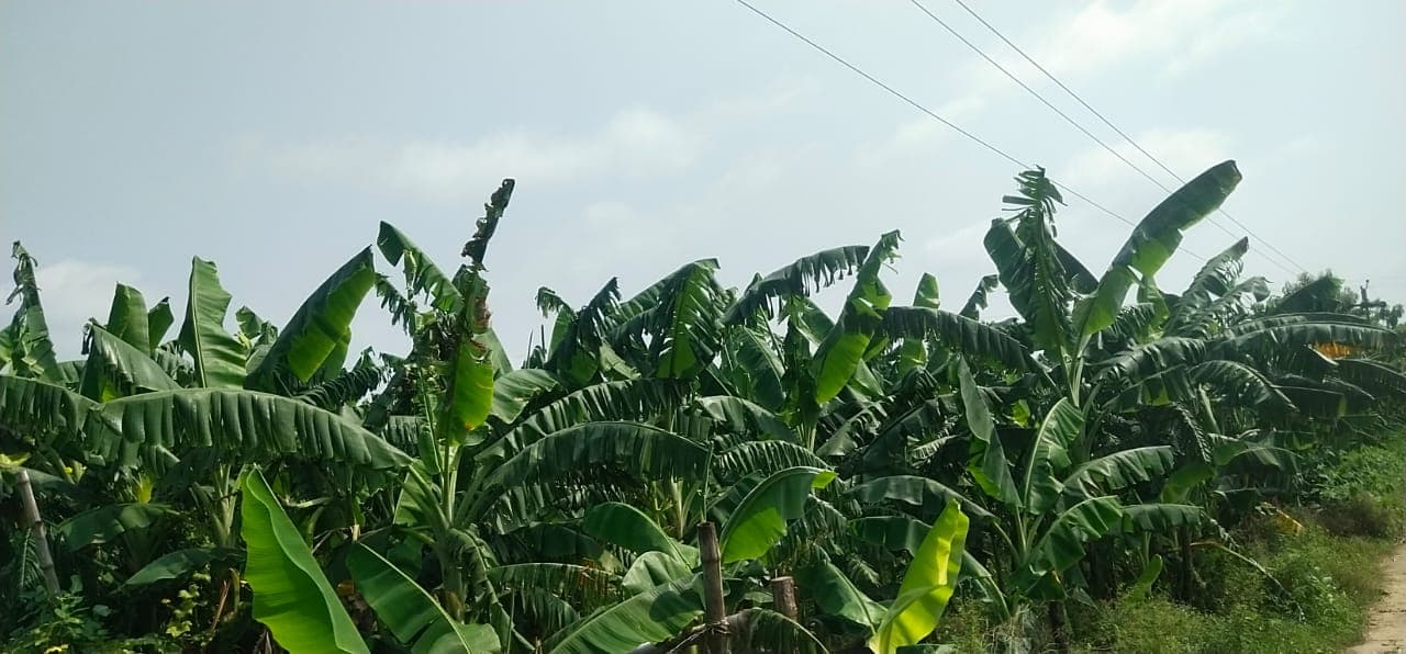 पौने दो सौ साल पुराना है रमचौरा के केले का इतिहास, अब जीआई की रेस में